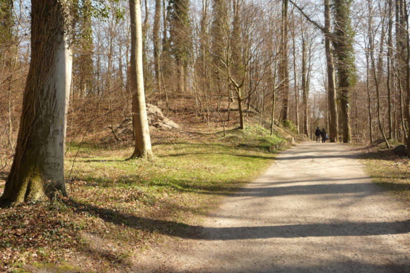 Wanderweg durch den Küstenwald von Kölpinsee zumm Streckelsberg