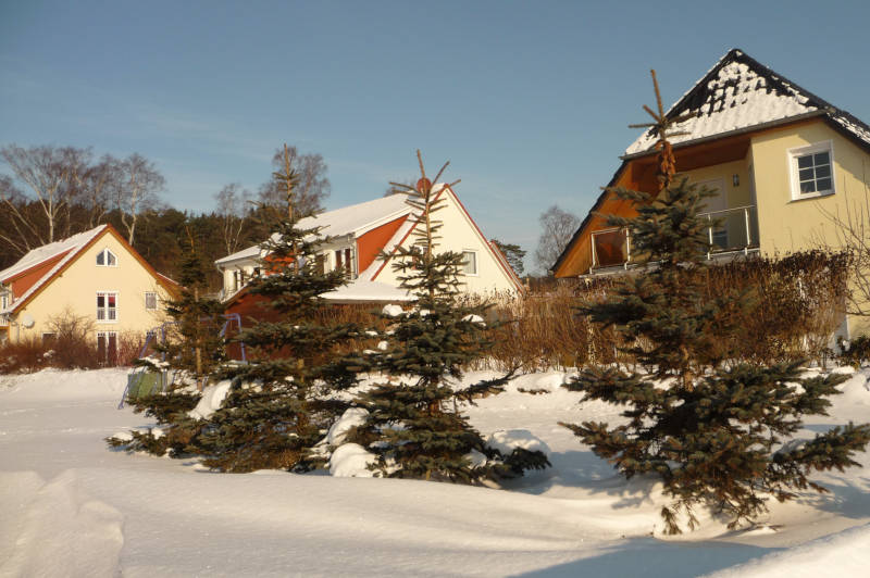 Tannenbäume im Schnee am Tannengrund