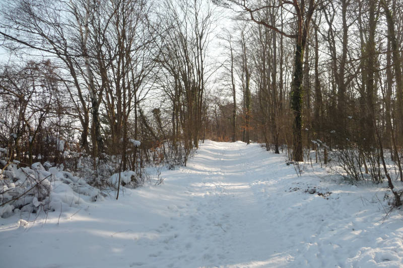 Winterlandschaft im Küstenwald am Streckelsberg