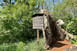 Eiche auf dem Wanderweg im Mellenthiner Os